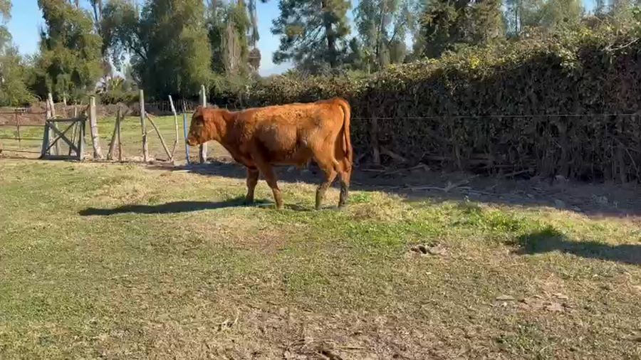 Lote 15 Ternero en Talagante, Región Metropolitana