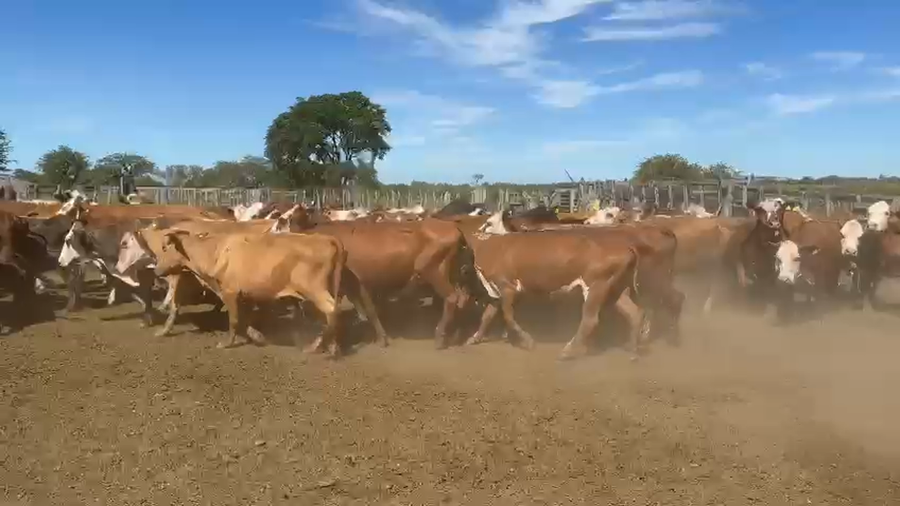Lote 120 Vacas CUT con cría