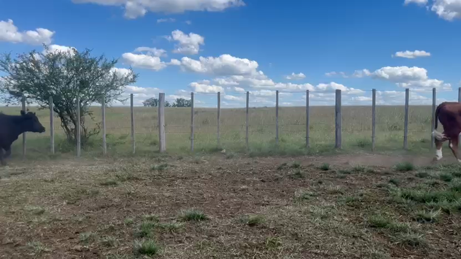 Lote VACAS PREÑADAS
