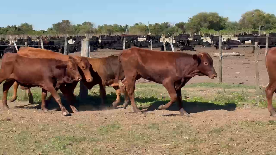 Lote 130 Terneros en Formosa, Clorinda