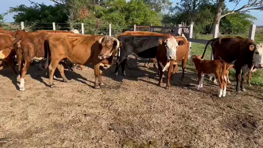 Lote 25 Vacas CUT con cría en Goya, Corrientes
