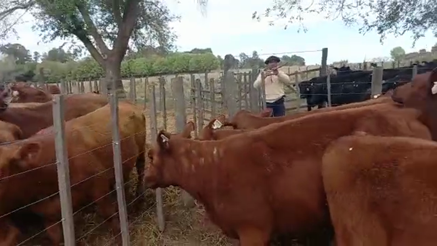 Lote "Corral 185 Vaq. Angus MAS y Generales Preñadas ""Cabaña Don Domingo de Jorge Enrique Lopez"""