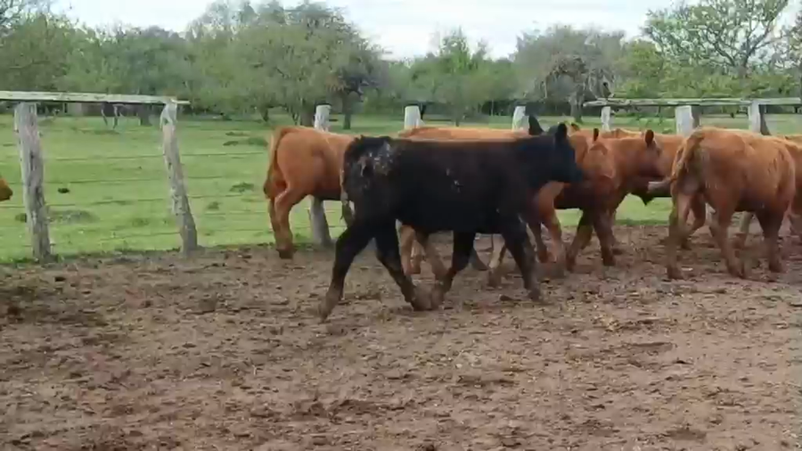 Lote 65 Terneros