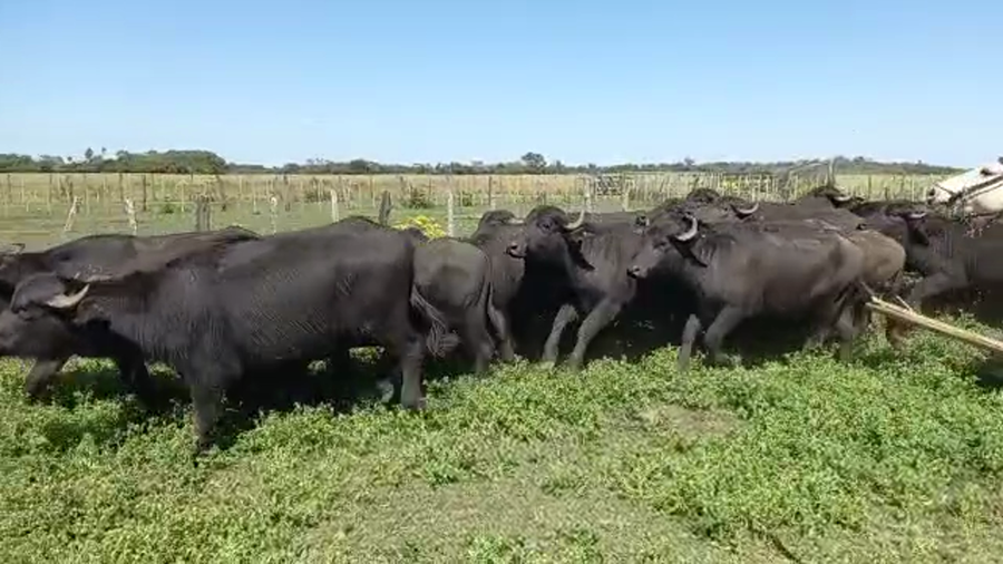 Lote 45 BUBILLAS PARA SERVICIO