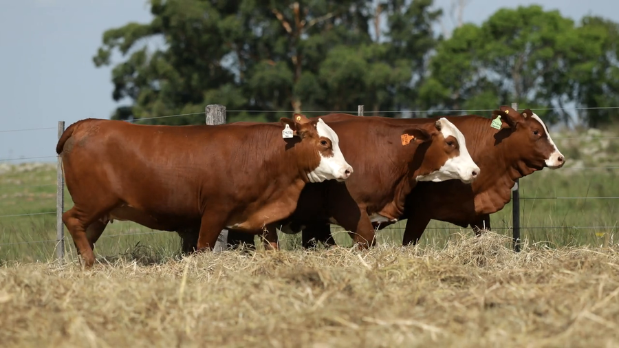 Lote Vaquilla Preñada