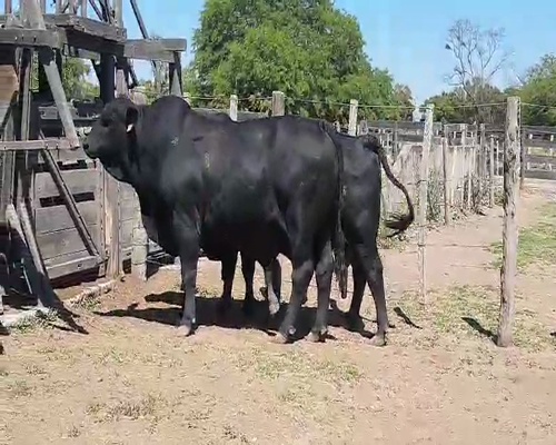 Lote 33 Vacas en Quimilí, Santiago del Estero