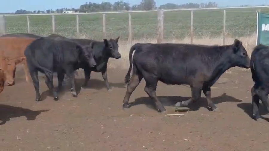 Lote 79 Terneros/as en Chillar