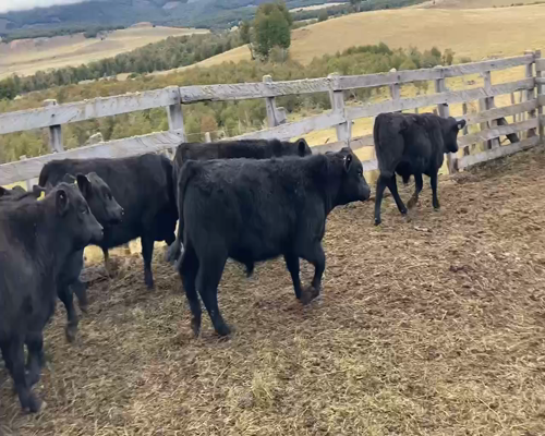 Lote 52 Ternero en Cochrane, XI Región Aysén