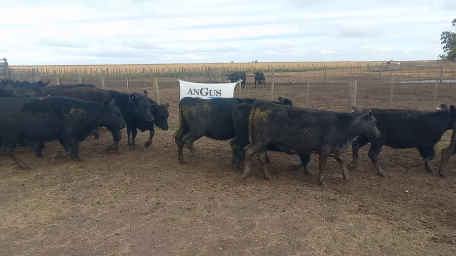 Lote 58 Vaquillonas en Laprida