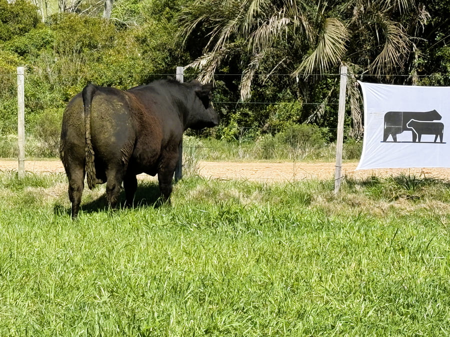 Lote Toros a remate en 4º Remate Don Nestor, Rocha