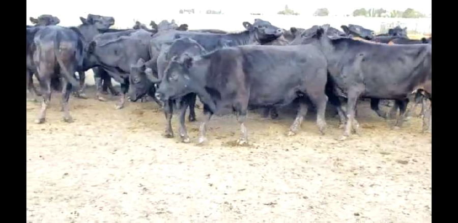Lote 26 Vacas de invernar en Villaguay, Entre Ríos