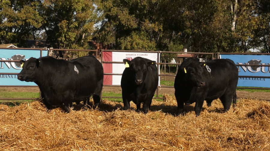Lote TOROS ANGUS NEGROS PC