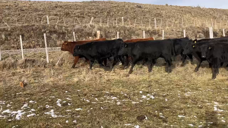 Lote 81 Ternero en Coyhaique, XI Región Aysén