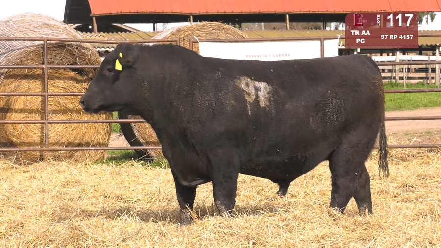 Lote TOROS ANGUS NEGROS  PC