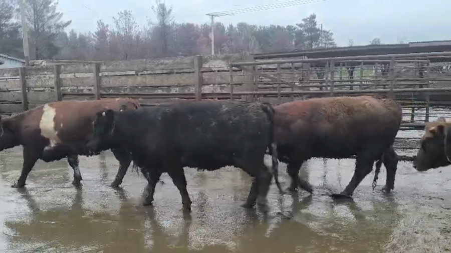 Lote 20 Vaquilla Gorda en Los Ángeles, VIII Región Biobío