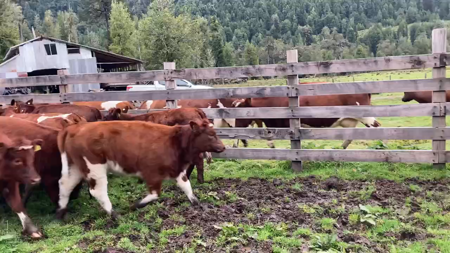 Lote 11 Ternera en Cisnes, XI Región Aysén