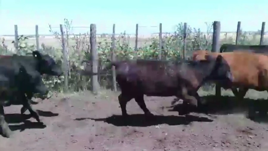 Lote 70 TERNS. MACHOS, LINCOLN, PCIA. DE BS. AS.