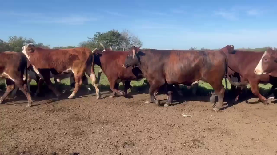 Lote 32 Novillos en Corrientes, Curuzú-Cuatiá