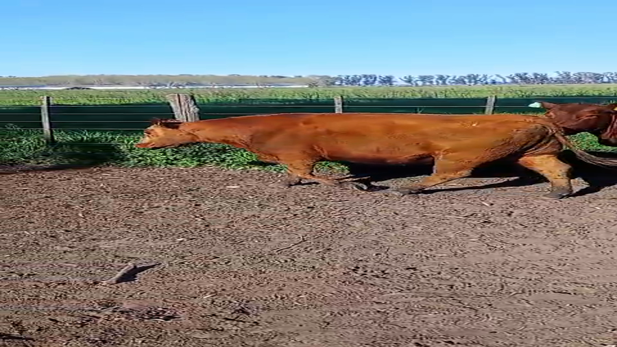 Lote 29 Vacas nuevas Preñadas en Buenos Aires, Ranchos