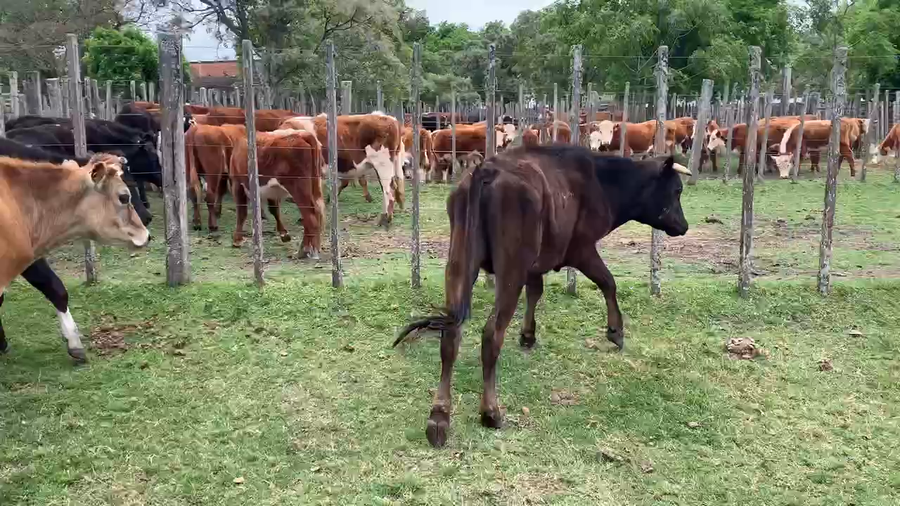 Lote 7 Novillos en Melo, Cerro Largo