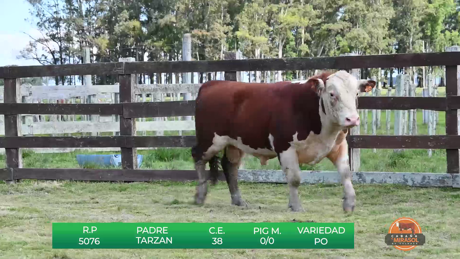 Lote TOROS P.O DE 2 AÑOS