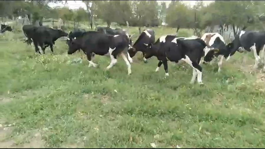 Lote 24 Novillo Engorda en VII  Región Maule, San Javier