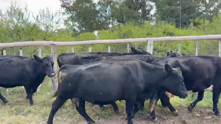 Lote VACA DE INVERNADA