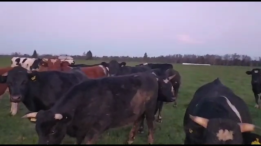 Lote 36 Novillo Gordo en Mariquina, XIV Región Los Ríos