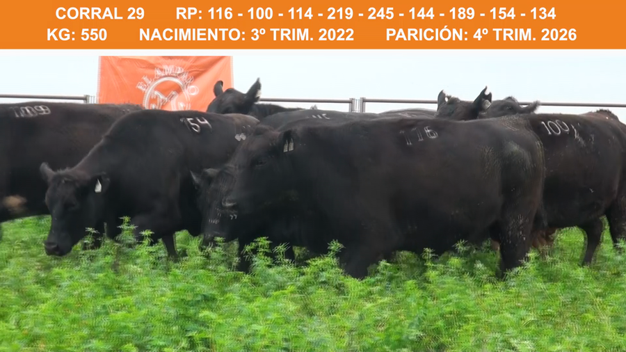 Lote VAQUILLONAS ULTRA BLACK PREÑADAS 2022 EL AMPARO