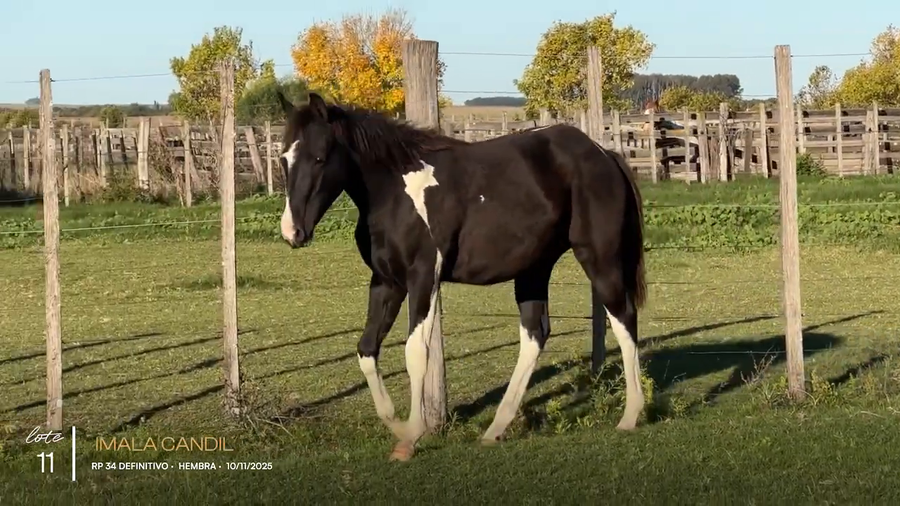 Lote IMALA CANDIL