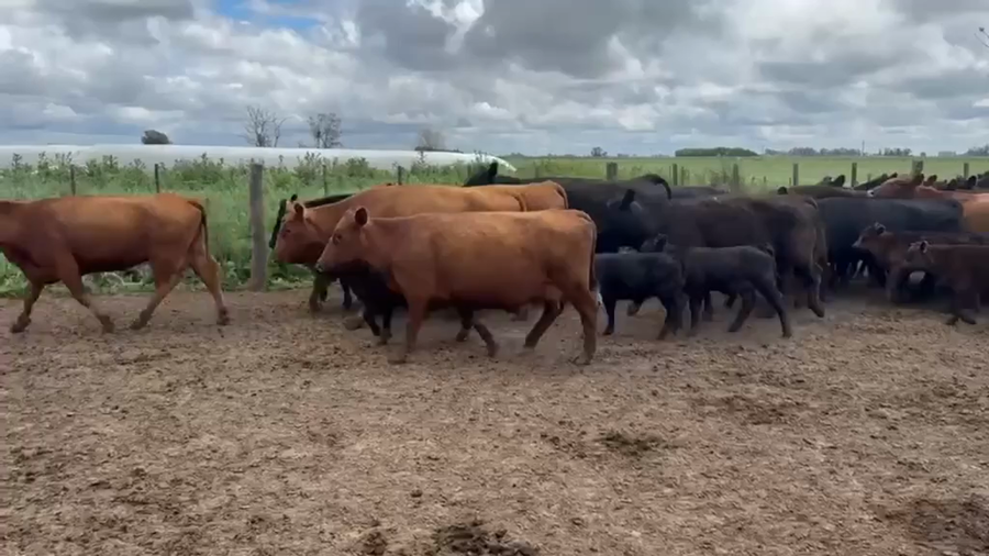 Lote 46 Vacas C/ cria