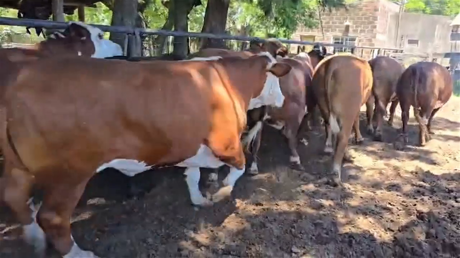 Lote 32 Novillos Exportación Terceros Países.