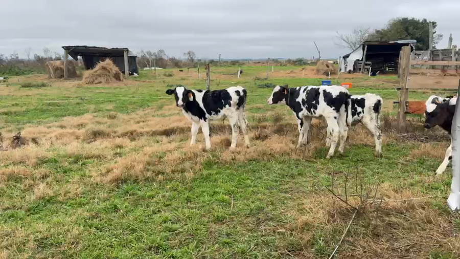 Lote TERNEROS