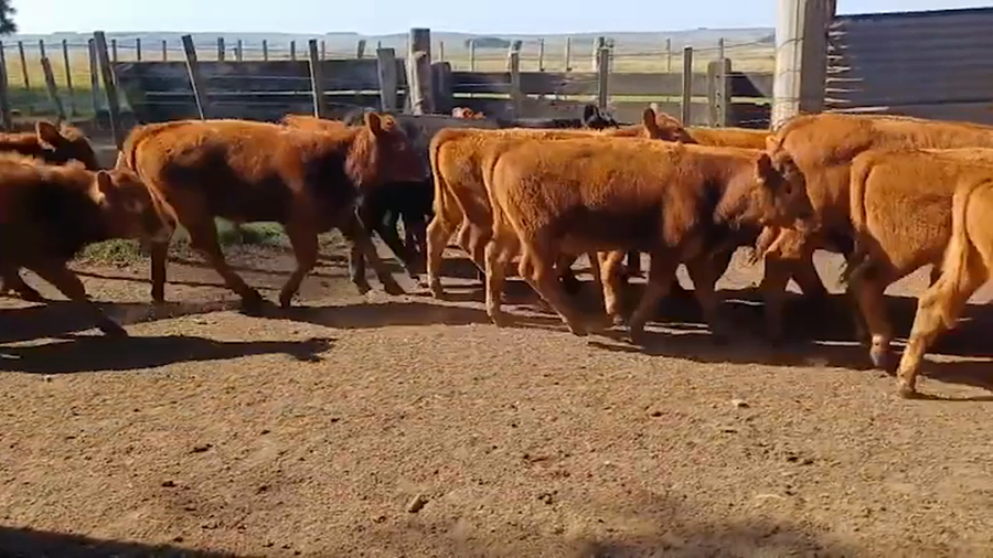 Lote TERNEROS