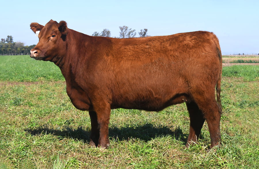 Lote RP 17656 y RP 17658 - VAQUILLONAS ELECCIÓN PP