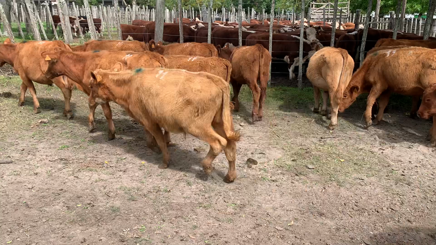 Lote 24 Terneros
