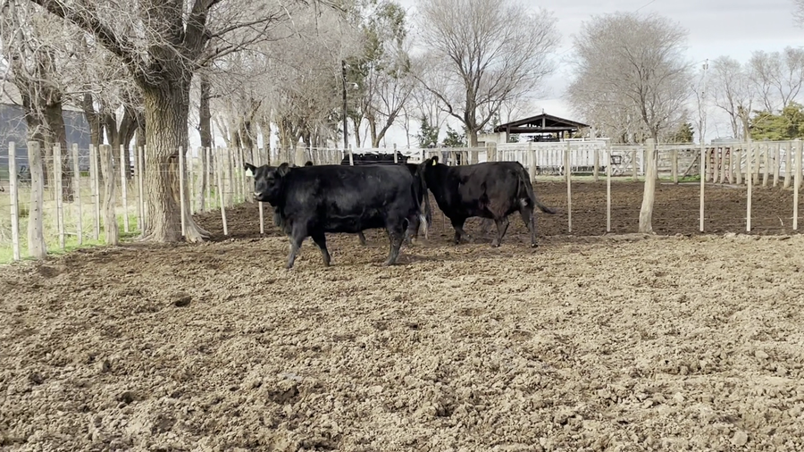 Lote "CABAÑA EL TRECE" VAQUILLONAS ANGUS MAS