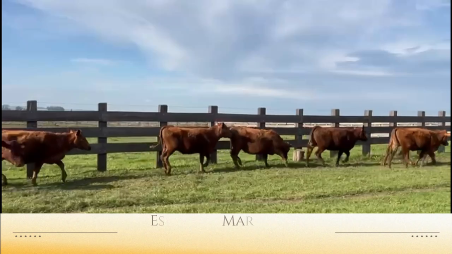 Lote 14  Vaquillonas Red Angus  de 2 años.