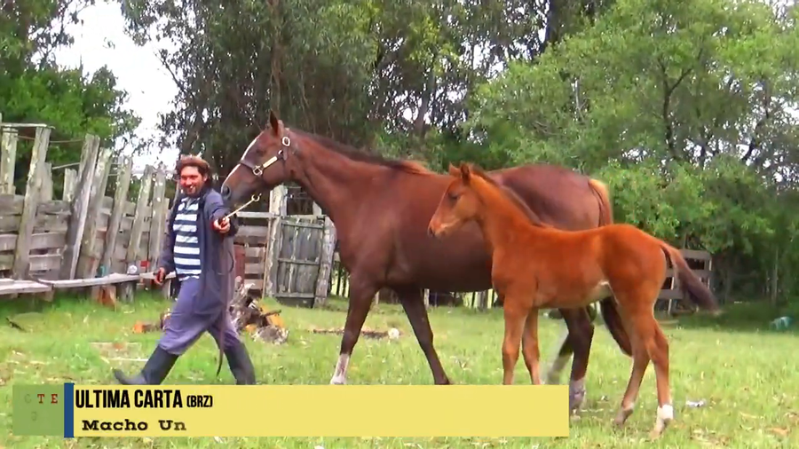 Lote ULTIMA CARTA (BRZ)