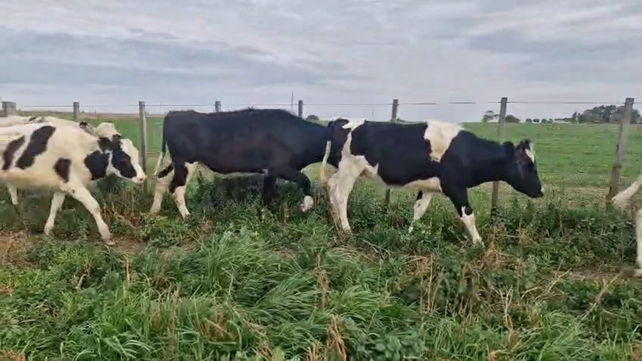 Lote 10 Vaquillonas  a remate en Pantalla Aniversario - Escritorio Camy, San José