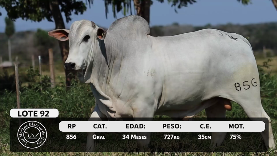 Lote LOTE 92