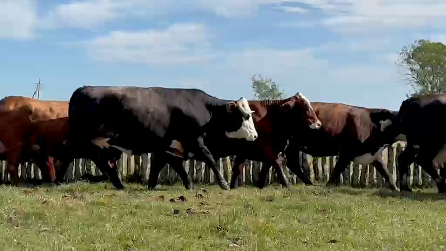 Lote 15 Vientres de Curuzu