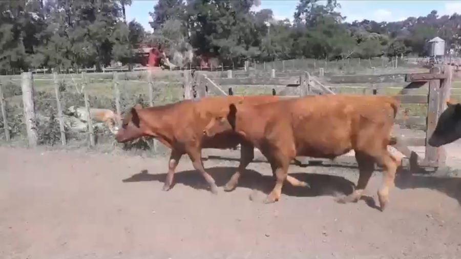 Lote 60 Terneros en Monte, Buenos Aires