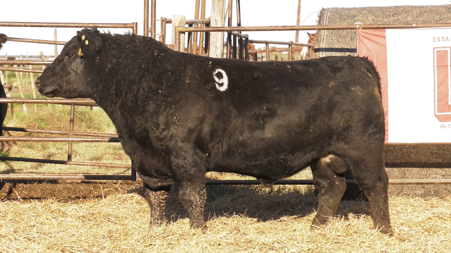 Lote TOROS ANGUS NEGROS  PC