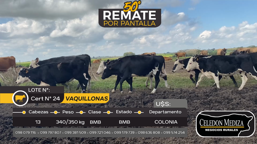 Lote 13 Vaquillonas  en San Pedro, Colonia