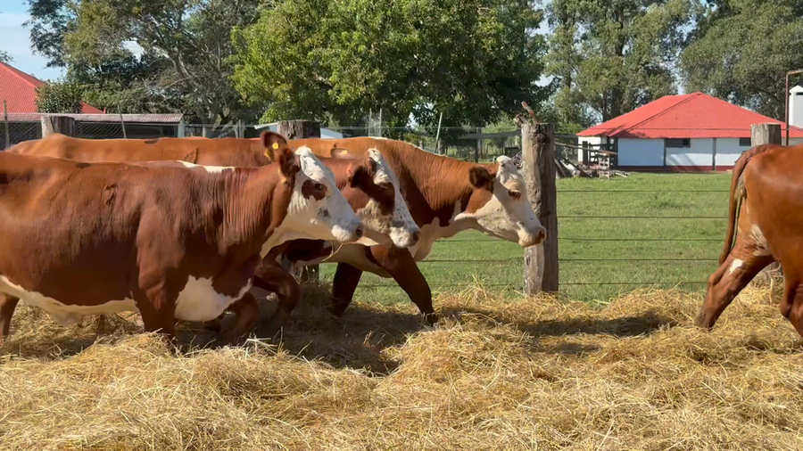 Lote 34 Vacas nuevas Preñadas en Corrientes, Curuzú-Cuatiá