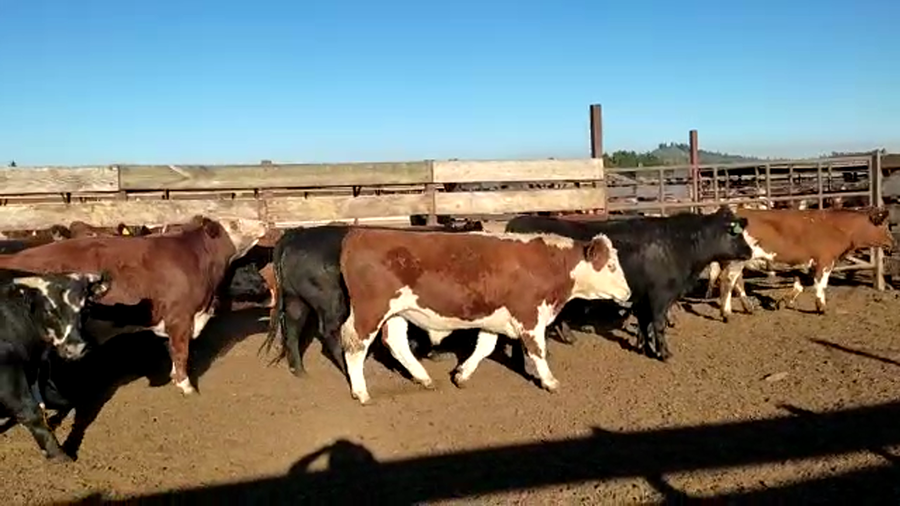 Lote 40 Novillo Gordo en Los Ángeles, VIII Región Biobío