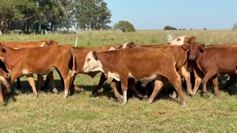 Lote 103 Terneros/as en Corrientes, Mercedes
