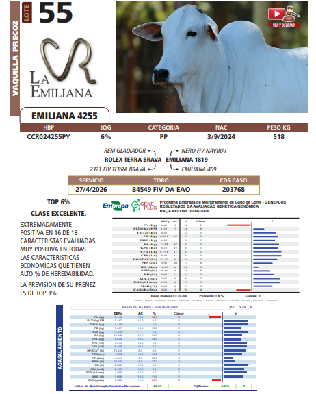 Lote LOTE 55