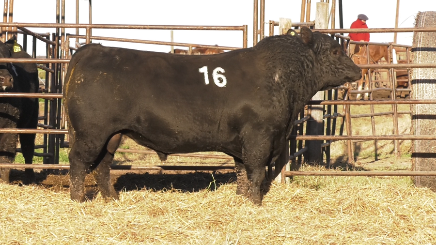 Lote TOROS ANGUS NEGROS  PC